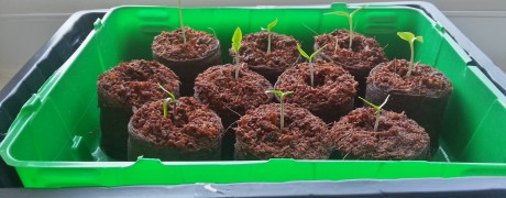 Chillies Attempt Two Update