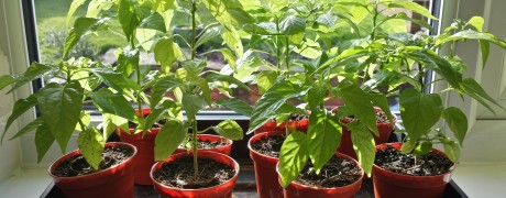Chillies Attempt Two – 2nd Update