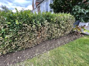 box hedge